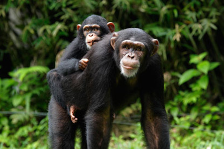 Images of Chimps